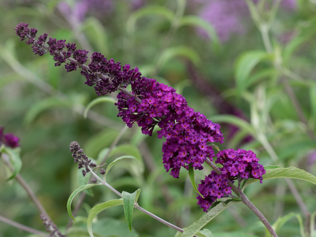 Royal Red syn Royal Purple - Buddleja Collection