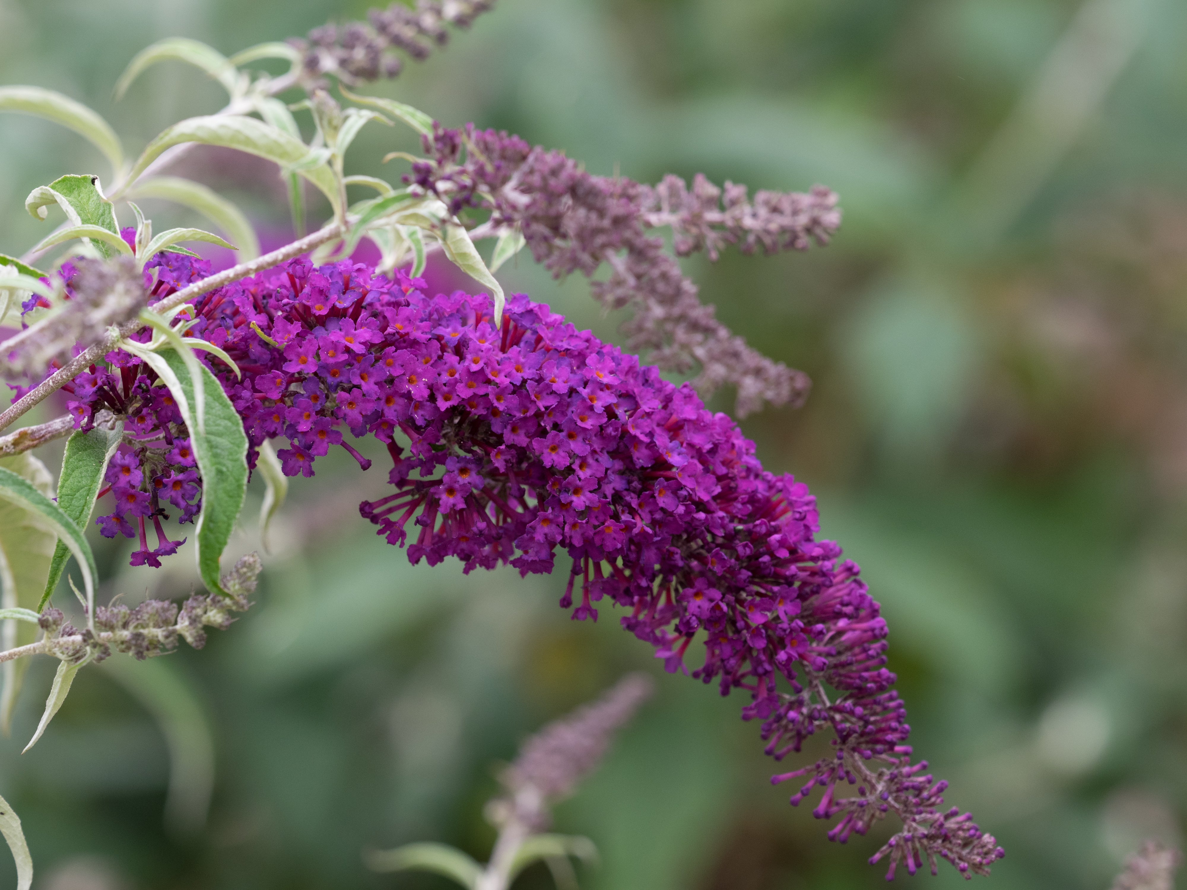 Nanho Purple - Buddleja Collection