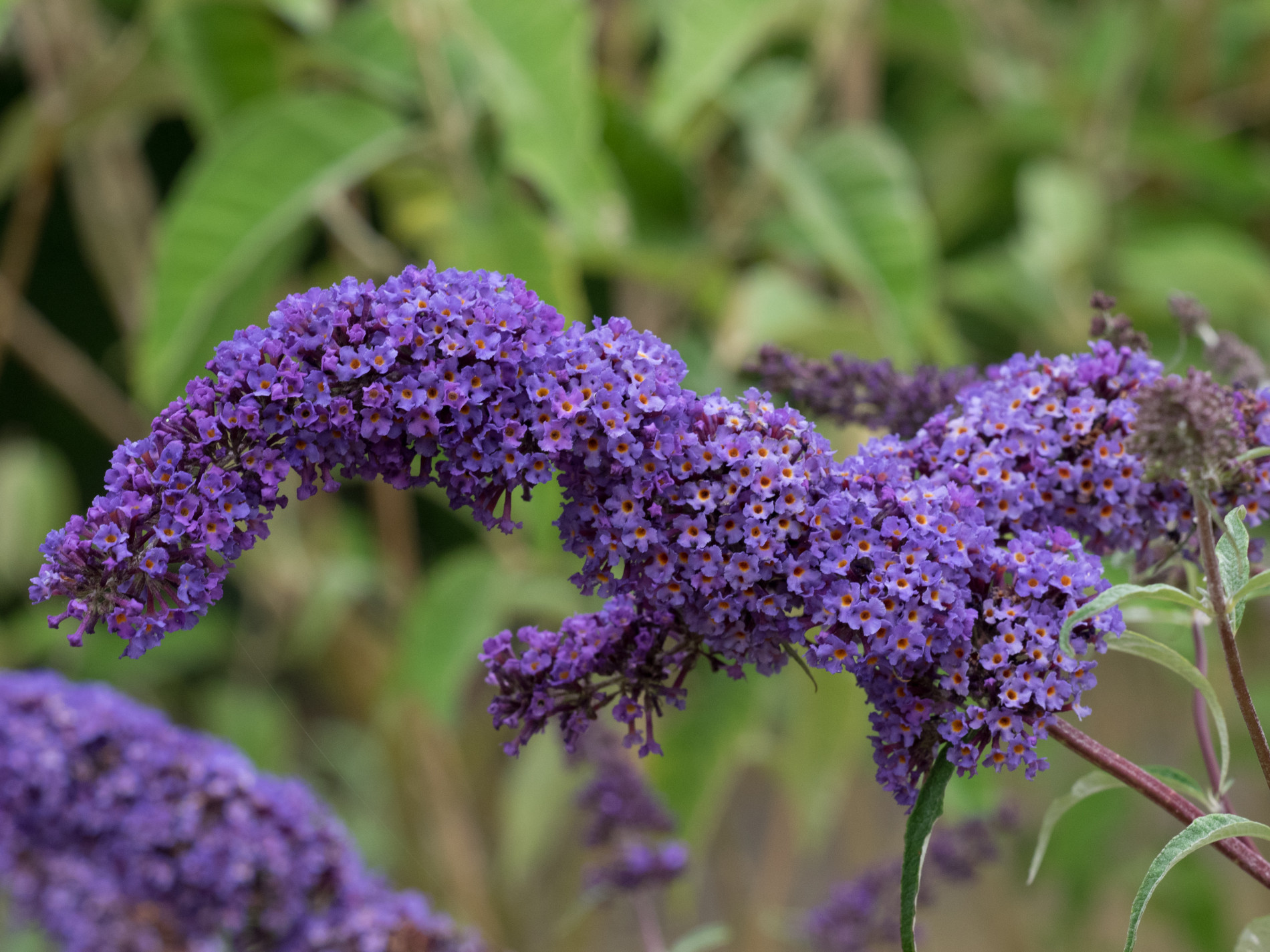 Buddleja davidii Nanhoensis Blue103 RL 1900x1425