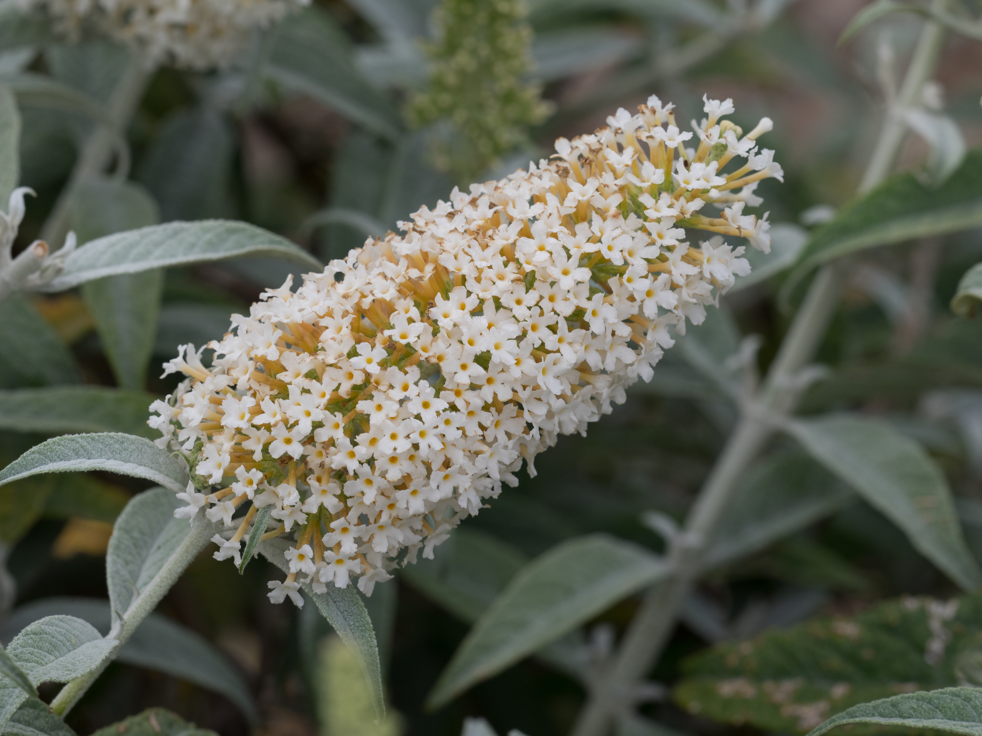 Buddleja davidii Tricolor