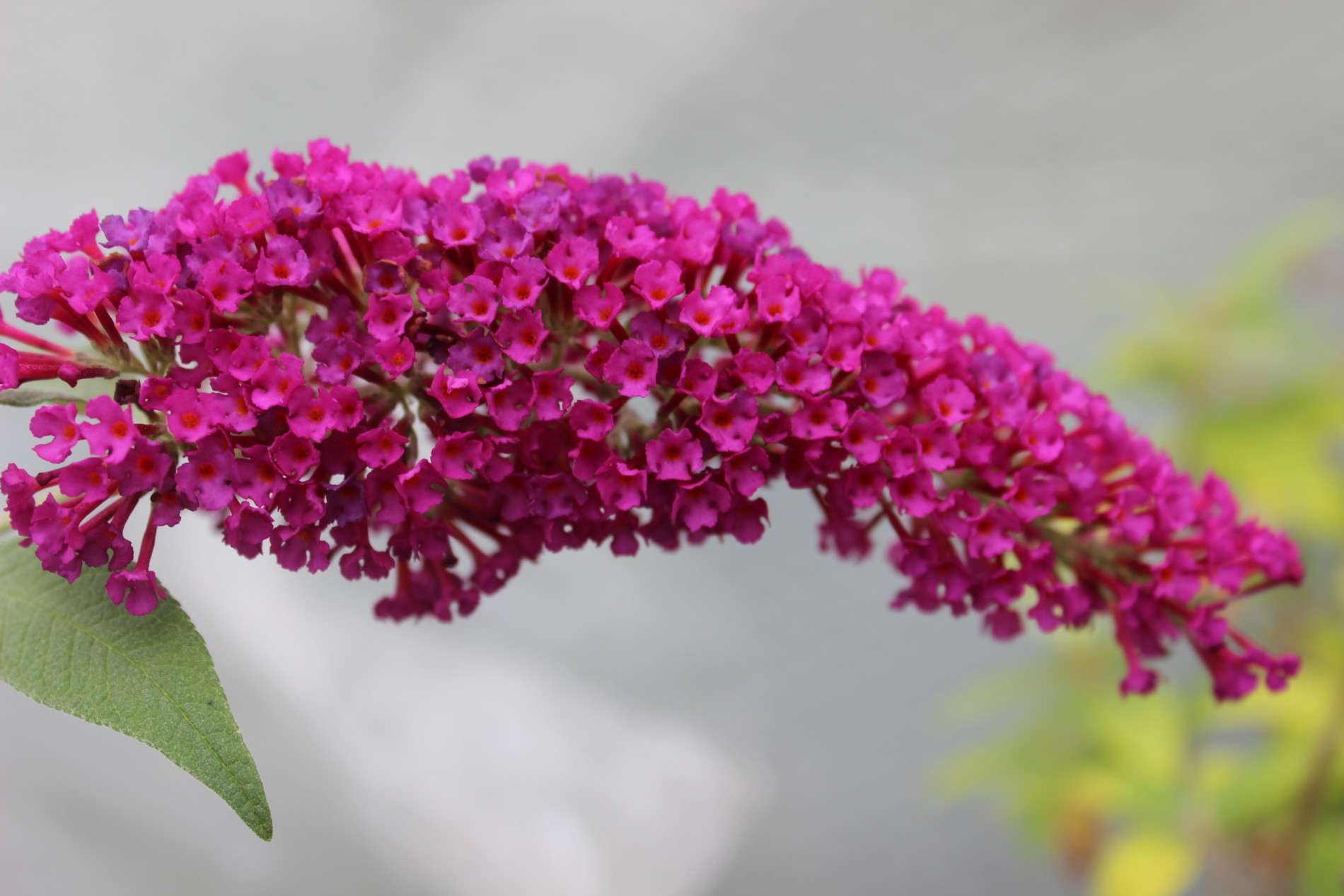 Foxtail Fern, Asparagus Fern – Eureka Farms