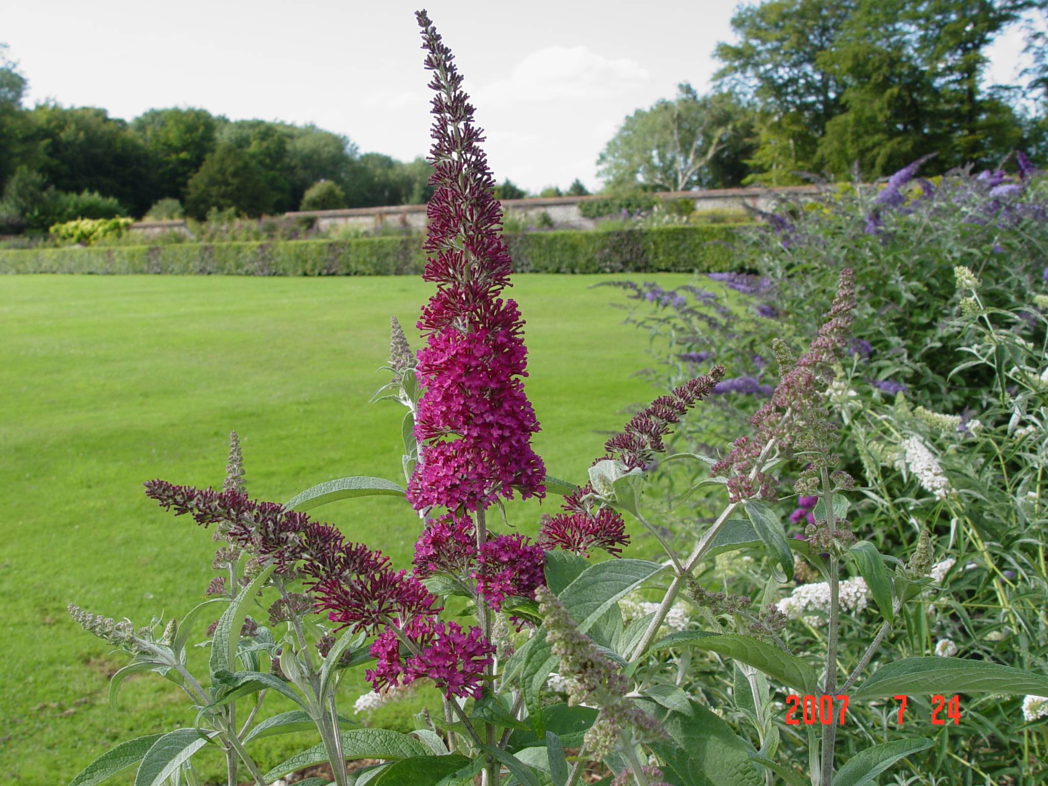 Summer Lilac Butterfly Bush Orange Eye Widely Used Ornamental Plant Stock Photo By C Inoplanium 205577078