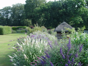 Display Buddleja davidii by the summer house Longstock Park Garden Peter Moore