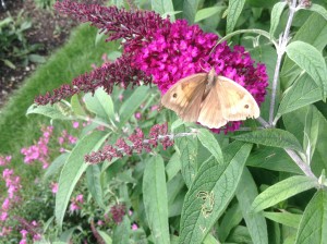 Buddleja davidii 'Sugar Plum' with Meadow Brown 29th August 11.50 2015 in my garden Peter Moore