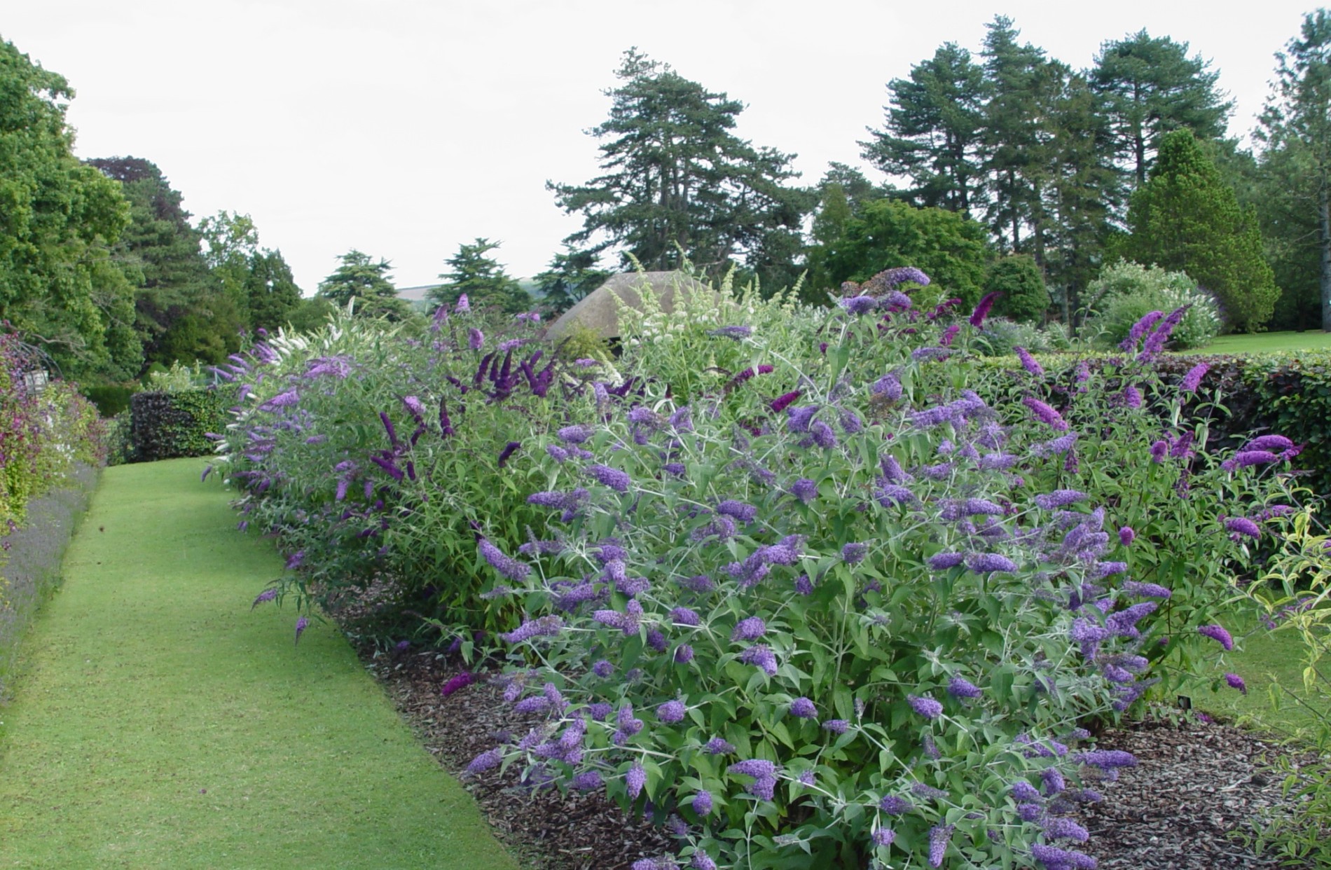 Image of Buddleja davidii in a garden