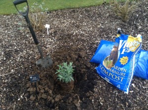 Planting Buddleja dig the soil over depth of 40 cm 16" x 40 cm 16" incorporate organica compost well rotted manure if very wet add some grit 