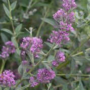 alternifolia Unique - Buddleja Collection