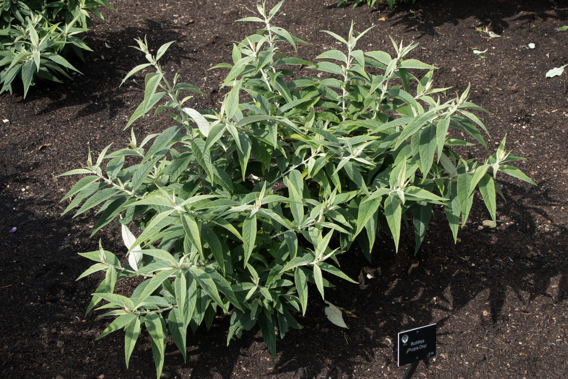 Lo and Behold® Purple Haze syn Purple Chip - Buddleja Collection