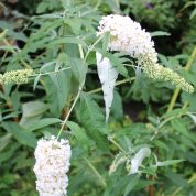 Buddleja By The Way Peter Moore