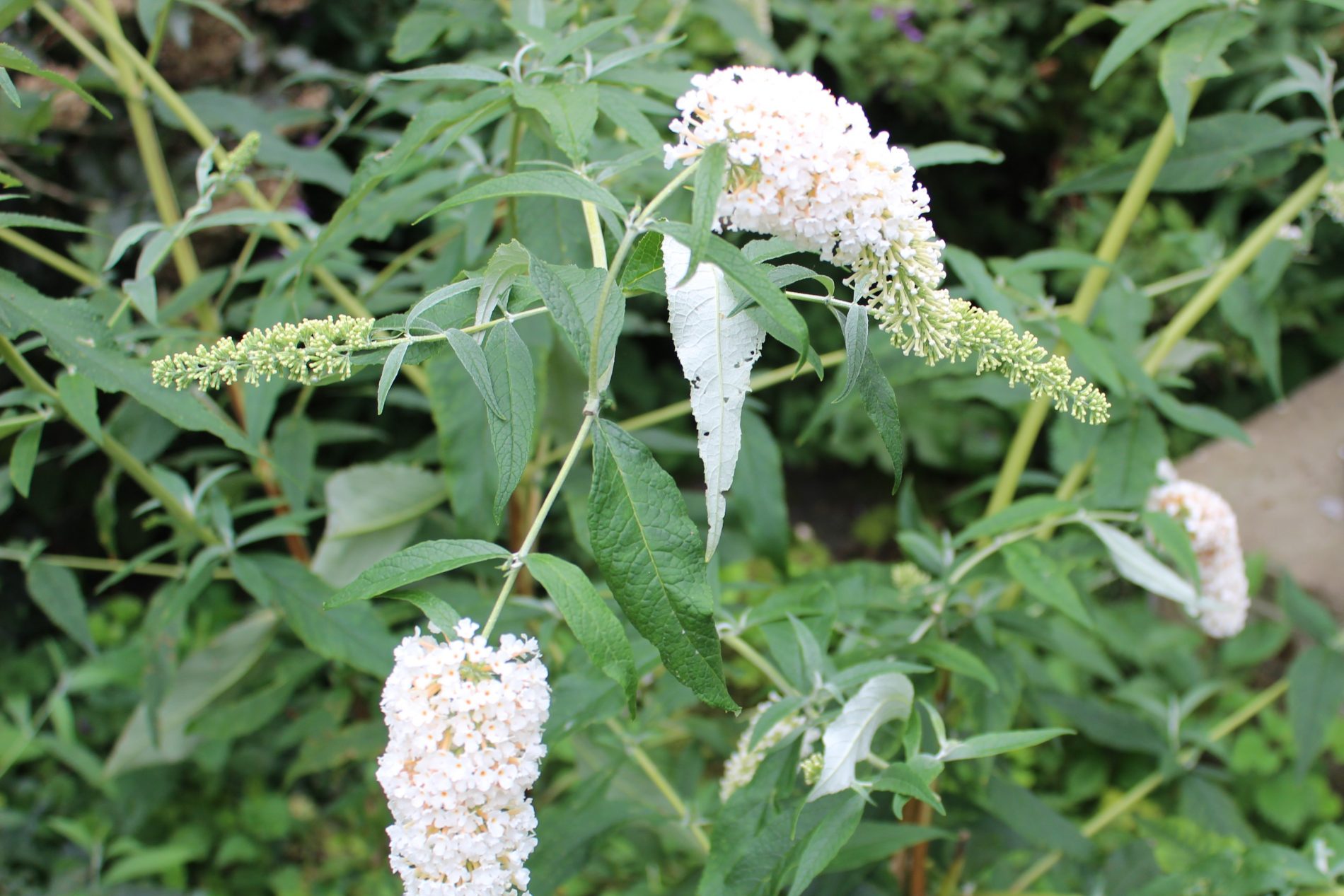 Buddleja By The Way Peter Moore
