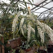 Buddleja asiatica Longstock Nurs Feb 4th 2019 Peter Moore mobile phone