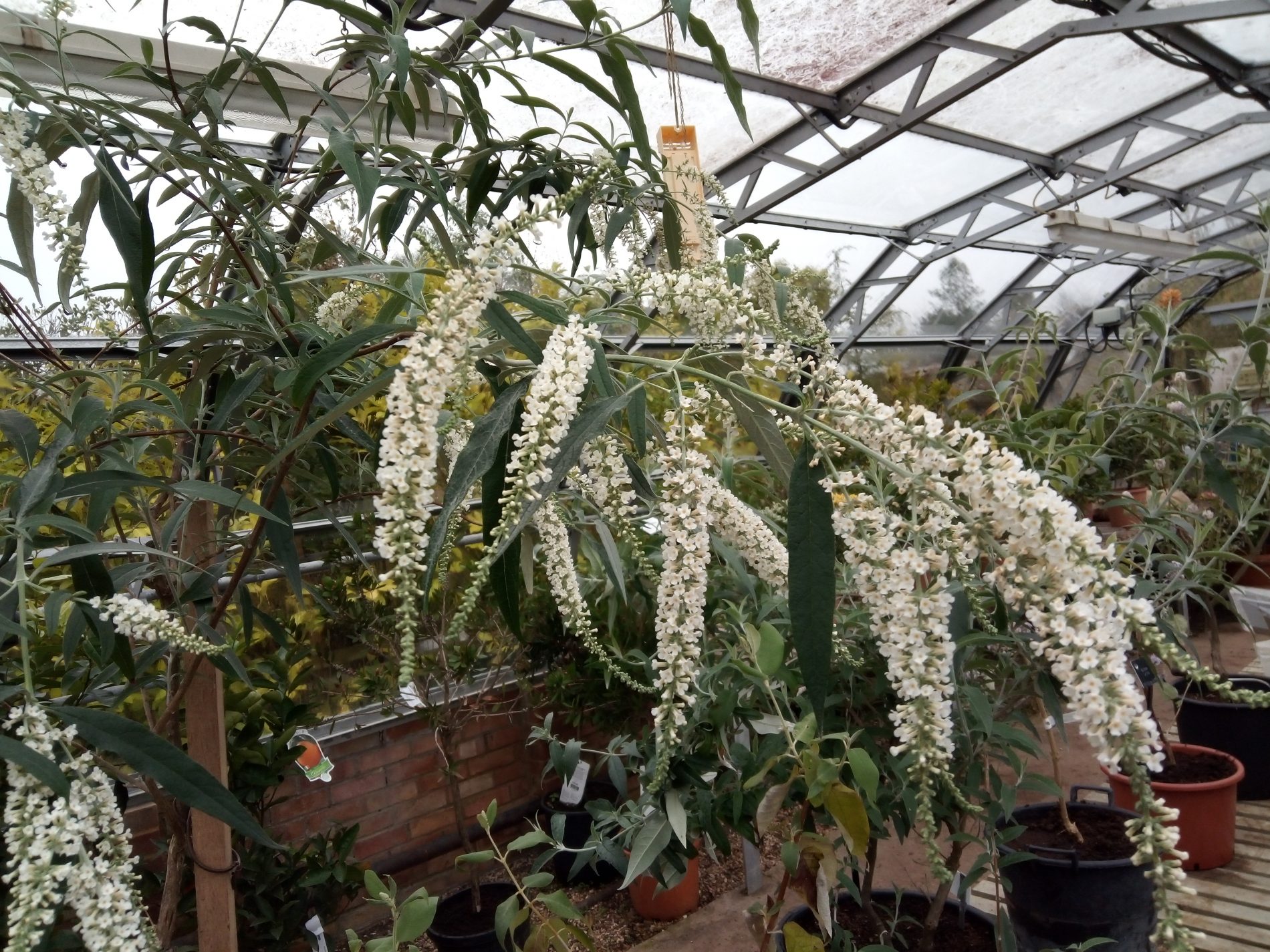 Buddleja asiatica Longstock Nurs Feb 4th 2019 Peter Moore mobile phone