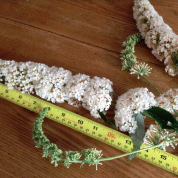 Buddleja By The Way Peter Moore flower spike up to 40 cm